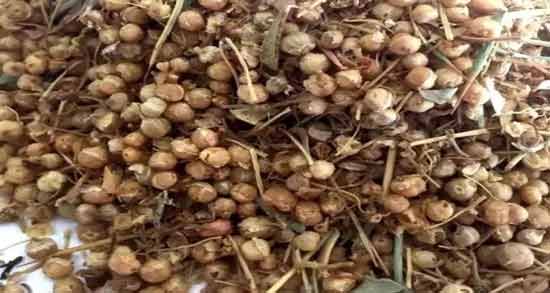 خواص افتیمون برای سرطان ؛ روش استفاده از افتیمون برای درمان سرطان