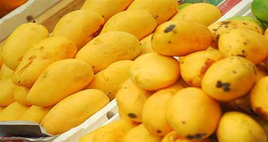 خواص انبه برای بواسیر ؛ تاثیر استفاده از انبه برای درمان بواسیر
