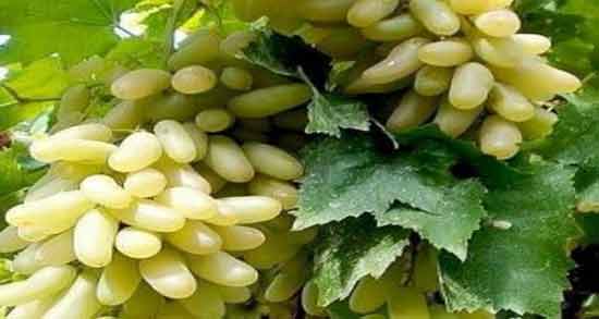 خواص انگور ریش بابا ؛ همه چیز درباره خاصیت خوردن انگور ریش بابا