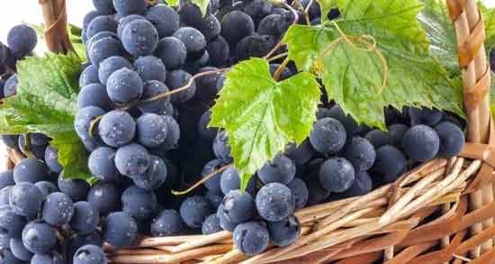 خواص انگور سیاه برای معده ؛ آشنایی با فواید خوردن انگور سیاه برای بیماری های معده