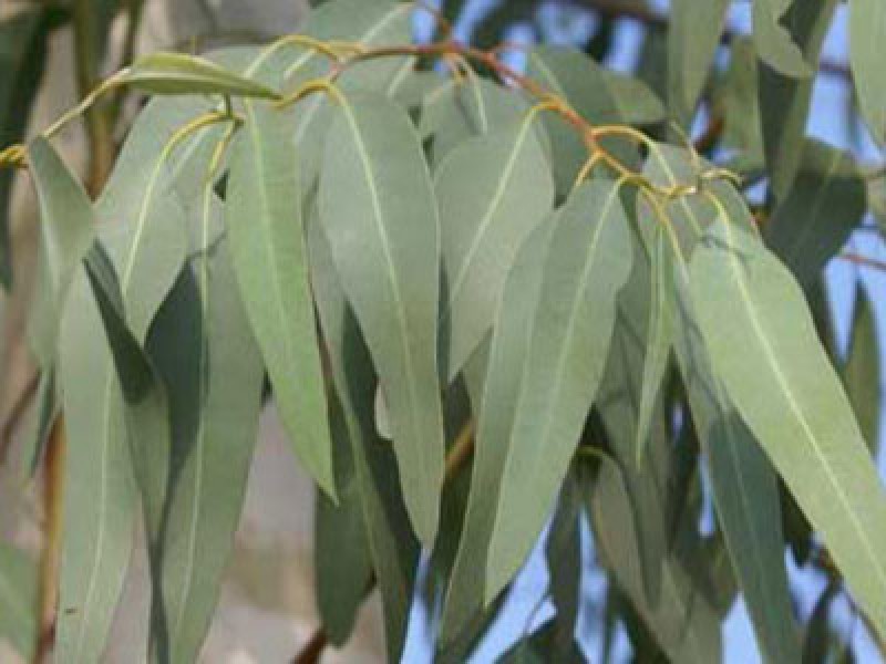 خواص اکالیپتوس؛ خواص و مضرات دارویی و درمانی روغن اکالیپتوس