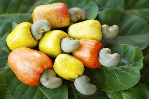خواص بادام هندی، نکات مهم برای مصرف آن و مضرات بادام زمینی برای افراد حساس