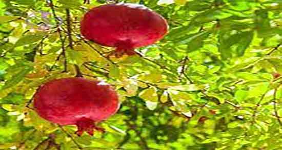 خواص برگ انار برای مو ؛ ایا مصرف دمنوش برگ انار برای تقویت ریشه مو مفیده