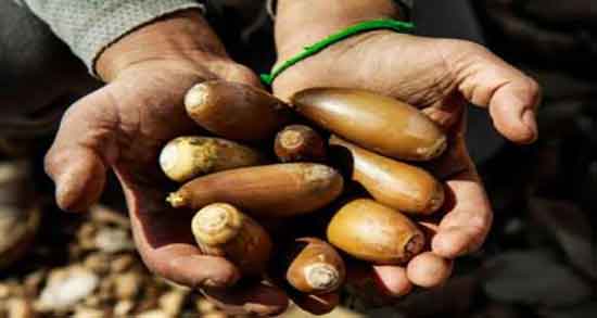 خواص بلوط برای کبد ایا مصرف بلوط برای چربی سوزی کبد مفید است