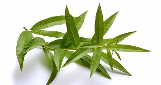 خواص به لیمو چیست و آشنایی با فواید و خواص به لیمو خواص به لیمو چیست آشنایی با فواید و خواص به لیمو