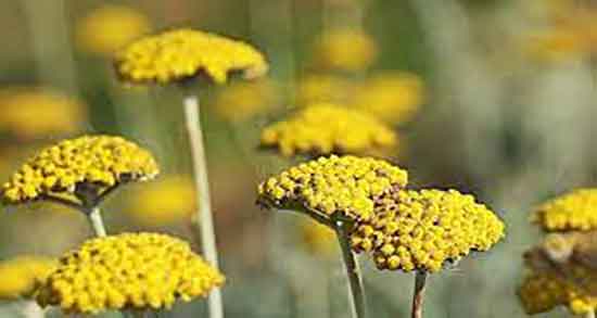 خواص بومادران برای تیروئید ؛ فواید مصرف بومادران و تاثیر ان بر تیروئید کم کار