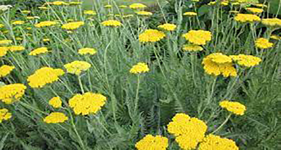 خواص بومادران برای رحم نی نی سایت ؛ فواید بومادران برای عفونت رحم