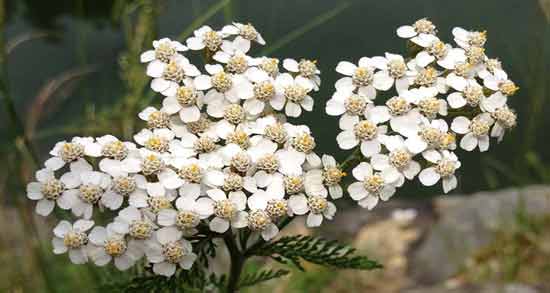 خواص بومادران و ختمی و آشنایی با خاصیت دارویی خوردن بومادران و ختمی برای سلامتی خواص بومادران و ختمی ؛ آشنایی با خاصیت دارویی خوردن بومادران و ختمی برای سلامتی