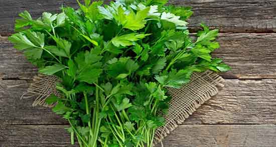 خواص جعفری برای اعصاب فواید مصرف جعفری برای تقویت اعصاب اقایان