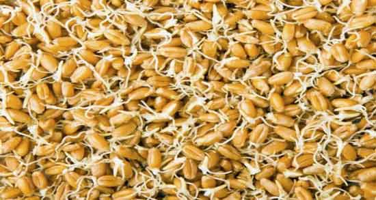 خواص جوانه گندم برای روده ؛ فواید خوردن جوانه گندم برای درمان بیماری های روده