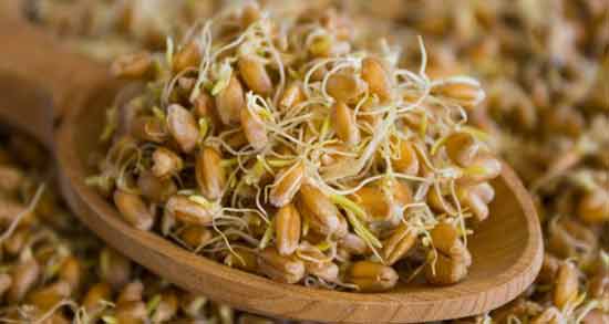 خواص جوانه گندم برای مغز ؛ تاثیر استفاده از جوانه گندم برای تقویت حافظه
