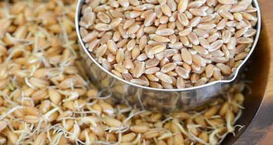 خواص جوانه گندم برای گوارش ؛ بررسی فواید خوردن جوانه گندم برای درمان بیماری های گوارشی