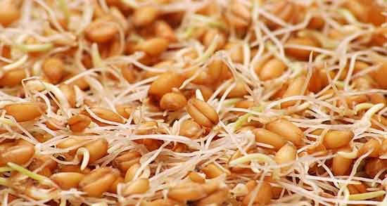 خواص جوانه گندم قبل از بارداری ؛ تاثیر خوردن جوانه گندم برای باردار شدن