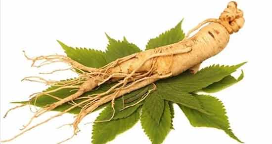 خواص جینسینگ برای باردار شدن ؛ افزایش شانس باروری با مصرف جینسینگ