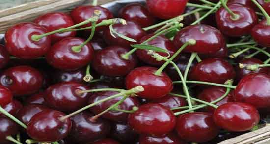 خواص درمانی آلبالو در طب سنتی و فواید مصرف آلبالو برای درمان بیماری ها خواص درمانی آلبالو در طب سنتی ؛ فواید مصرف آلبالو برای درمان بیماری ها