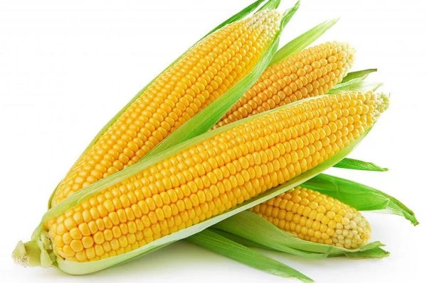 خواص درمانی ذرت؛ آشنایی با خواص و مضرات ذرت و بلال