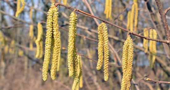 خواص درمانی گل فندق ؛ در چه مواردی مصرف گل فندق مفید است