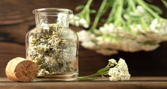 خواص دمنوش بومادران و بابونه ؛ همه چیز درباره خاصیت مصرف دمنوش بومادران و بابونه