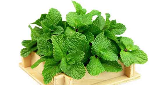 خواص دمنوش پونه و نعناع فواید مصرف دمنوش پونه و نعناع برای عفونت معده
