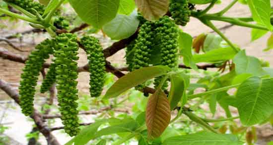 خواص دمنوش گل فندق ؛ خاصیت درمانی خوردن دمنوش گل فندق برای سلامتی بدن
