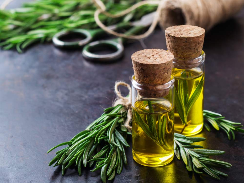 خواص روغن رزماری؛ کاربرد های این روغن برای زیبایی، سلامت و روش تهیه آن