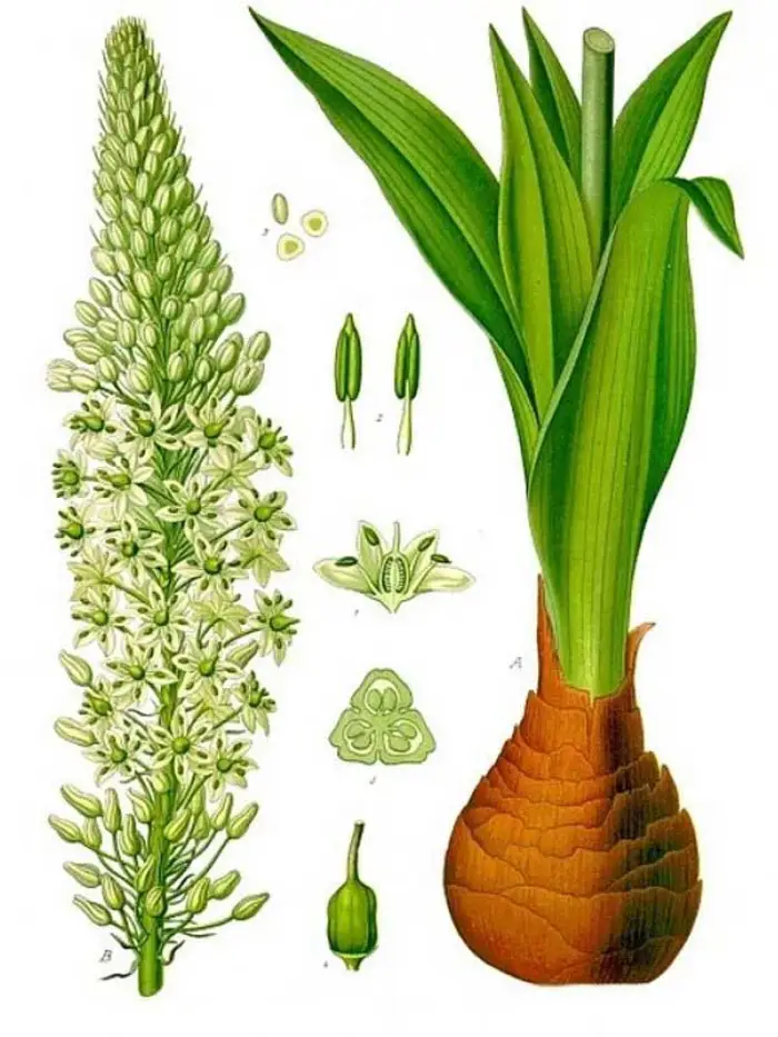 خواص روغن کندش؛ 20 فایده این روغن از تقویت مو تا درمان جوش و نحوه استفاده آن