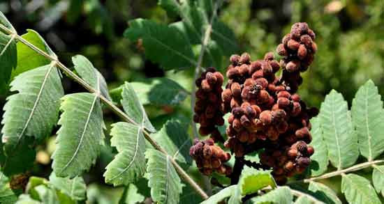 خواص سماق برای چشم و تاثیر خوردن سماق برای تقویت بینایی خواص سماق برای چشم ؛ تاثیر خوردن سماق برای تقویت بینایی