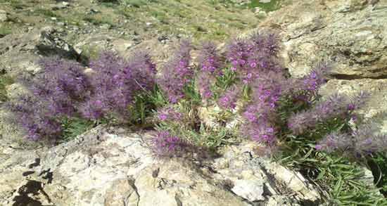 خواص عرق چای کوهی ؛ آشنایی با فواید مصرف عرق چای کوهی