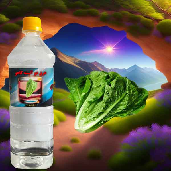 خواص عرق کاهو در لاغری عرق کاهو برای کبد چرب طریقه مصرف عرق کاهو طریقه مصرف عرق کاهو برای لاغری عوارض عرق کاهو عرق کاهو برای چربی خون فواید و مضرات عرق کاهو عرق کاهو برای ریزش مو