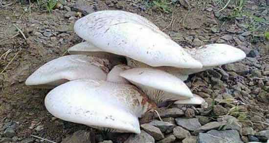 خواص قارچ کوهی دنبلان ؛ وجود ویتامین های فراوان در قارچ کوهی دنبلان