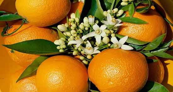 خواص پوست نارنج خشک شده ؛ فواید مصرف پوست نارنج خشک شده چیه
