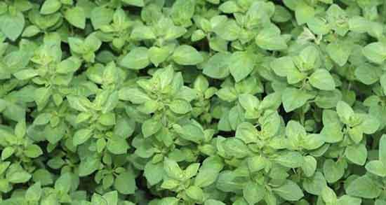 خواص پولک در طب سنتی فواید استفاده از پولک از نظر طب سنتی