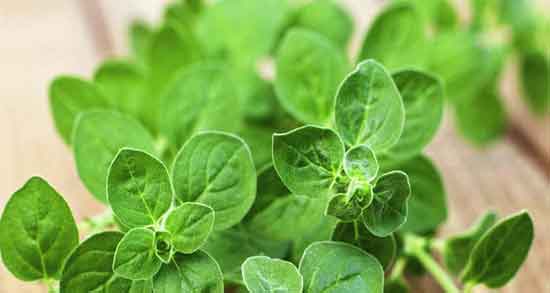 خواص پونه برای عفونت دندان خاصیت مصرف پونه برای درمان عفونت لثه