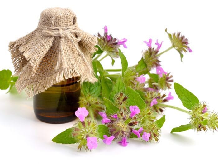 خواص پونه کوهی؛ ۶ تاثیر شگفت انگیز از کاهش استرس تا تقویت سیستم ایمنی بدن