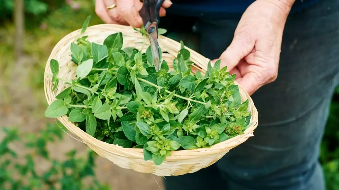 خواص پونه کوهی؛ ۶ تاثیر شگفت انگیز از کاهش استرس تا تقویت سیستم ایمنی بدن