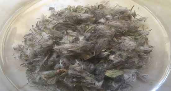 خواص چای کوهی برای کیست تخمدان نی نی سایت ؛ درمان کیست تخمدان با مصرف چای کوهی