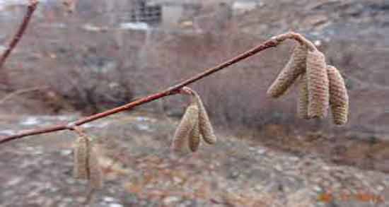 خواص گل فندق برای لاغری ؛ تاثیر استفاده از گل فندق برای کاهش وزن