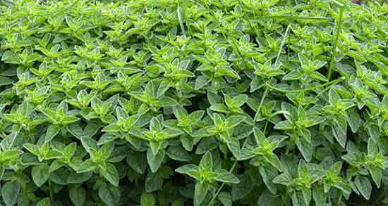 خواص گل پونه برای سرماخوردگی خاصیت مصرف گل پونه برای رفع عفونت