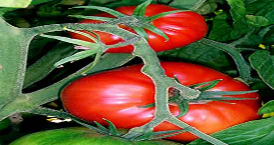 خواص گوجه برای مو تقویت ریشه موی سر با مصرف گوجه رسیده شده