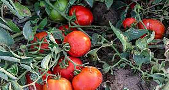 خواص گوجه و خیار برای لاغری فواید مصرف گوجه و خیار برای چربی سوزی