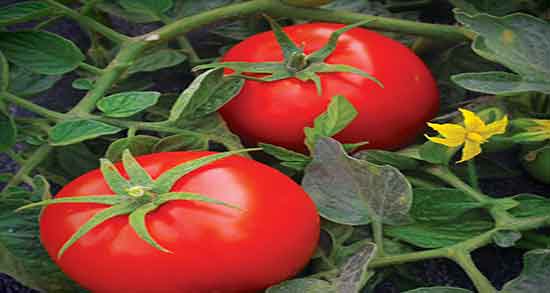 خواص گوجه و پیاز خاصیت مصرف گوجه و پیاز برای میان وعده کودکان