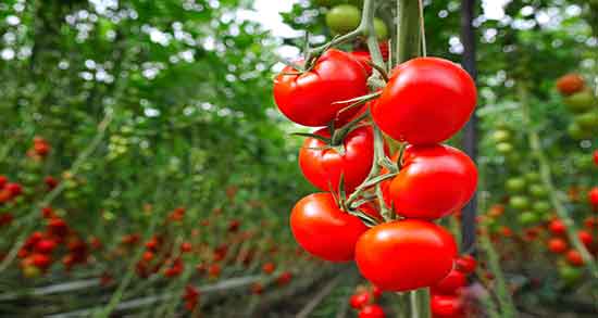 خواص گوجه گیلاسی در بارداری خاصیت گوجه گیلاسی برای زنان حامله