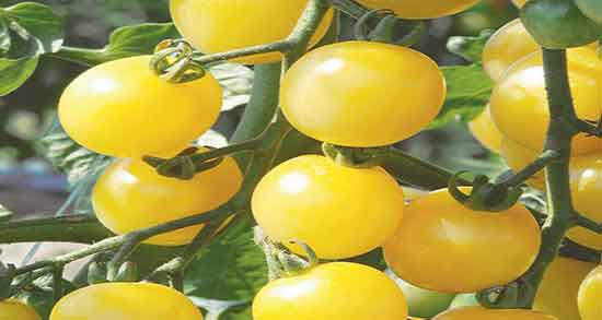 خواص گوجه گیلاسی زرد فواید مصرف گوجه گیلاسی زرد رنگ چیست