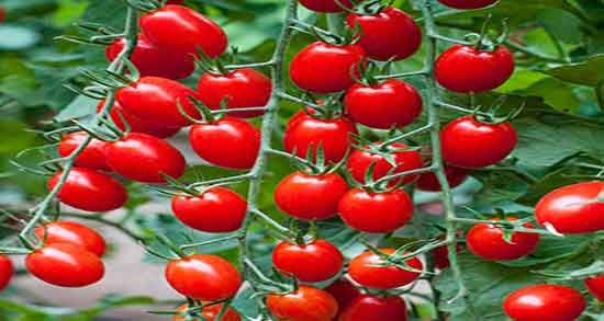 خواص گوجه گیلاسی قرمز خاصیت مصرف گوجه گیلاسی قرمز برای گوارش