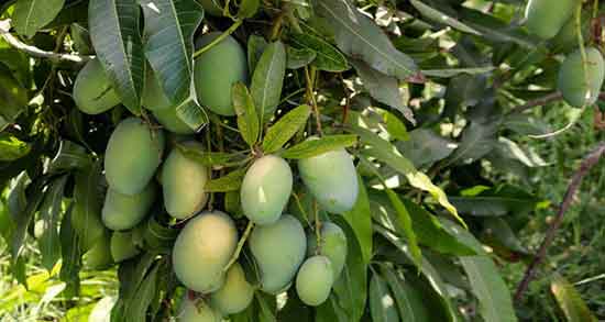 خواص گیاه انبه ؛ ایا استفاده از گیاه انبه برای پوست صورت و بدن مفیده