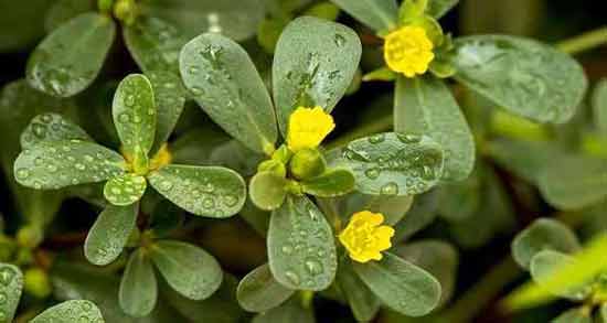 خواص گیاه خرفه برای دیابت ؛ خاصیت خوردن گیاه خرفه برای درمان دیابت
