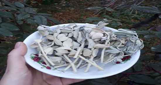 خواص گیاه پولک نی نی سایت و خاصیت و عوارض مصرف پولک برای گلو درد خواص گیاه پولک نی نی سایت خاصیت و عوارض مصرف پولک برای گلو درد