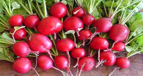 خوردن تربچه در بارداری نی نی سایت ؛ آیا زنان باردار می توانند تربچه بخورند؟