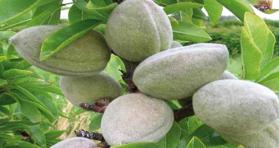 خوردن چغاله بادام و آشنایی با فواید و مضرات خوردن چغاله بادام خوردن چغاله بادام ؛ آشنایی با فواید و مضرات خوردن چغاله بادام