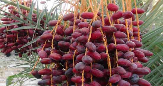 در بارداری روزی چند عدد خرما بخوریم ؛ تعداد مجاز خوردن خرما در بارداری